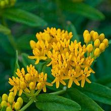 Asclepias t. 'Hello Yellow' Asclepias t. 'Hello Yellow'