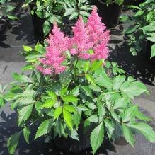 Astilbe 'Darwins Dream'