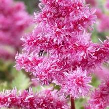 Astilbe 'Rhythm and Blues' Astilbe 'Rhythm and Blues'