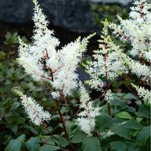 Astilbe 'Rock & Roll' Astilbe 'Rock & Roll'
