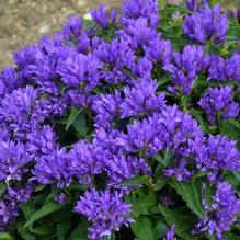 Campanula 'Genti Blue' Campanula 'Genti Blue'