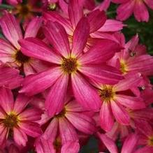 Coreopsis 'Sweet tart' Coreopsis 'Sweet tart'