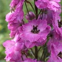 Delphinium 'Rose White Bee' Delphinium 'Rose White Bee'