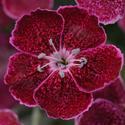 Dianthus 'Everlast™ Lavendar Lace' Dianthus 'Everlast™ Lavendar Lace'