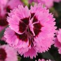 Dianthus 'Everlast™ Lilac & Eyes' Dianthus 'Everlast™ Lilac & Eyes'