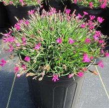 Dianthus Kahori® Dianthus Kahori®