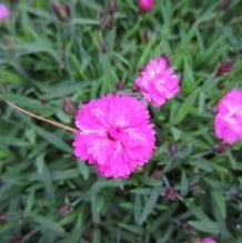 Dianthus 'Pink Pom Pom' Dianthus 'Pink Pom Pom'