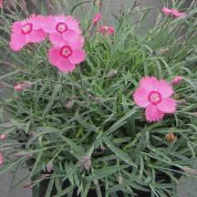 Dianthus 'Pink Twinkle' Dianthus 'Pink Twinkle'