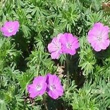 Geranium 'New Hampshire Purple'