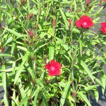 Dianthus 'Rockin ™ Red' Dianthus 'Rockin ™ Red'