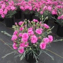 Dianthus 'Pot Tickled Pink' Dianthus 'Pot Tickled Pink'