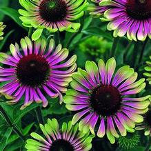 Echinacea 'Green Twister' Echinacea 'Green Twister'