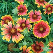 Gaillardia 'Goblin' Gaillardia 'Goblin'
