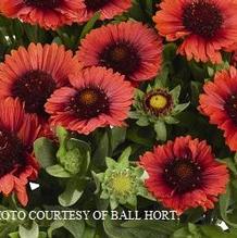 Gaillardia 'Spintop Red' Gaillardia 'Spintop Red'