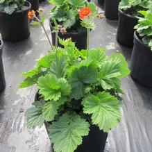 Geum Rustico™ Orange
