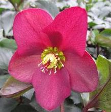 Helleborus Ice N' Roses® 'Red' Helleborus Ice N' Roses® 'Red'