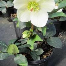 Helleborus Ice N' Roses® 'White' Helleborus Ice N' Roses® 'White'