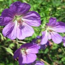 Geranium 'Rozanne'