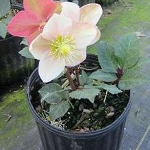 Helleborus 'Shooting Star®' Helleborus 'Shooting Star®'