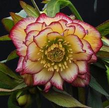 Helleborus 'Sun Flare' Helleborus 'Sun Flare'