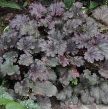 Heuchera 'Stormy Sea's' Heuchera 'Stormy Sea's'