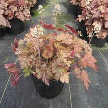 Heucherella 'Honey Rose PW' Heucherella 'Honey Rose PW'