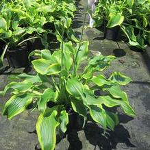 Hosta 'Atlantis' Hosta 'Atlantis'