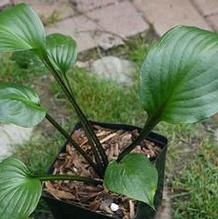 Hosta 'Gooseberry Sundae' Hosta 'Gooseberry Sundae'