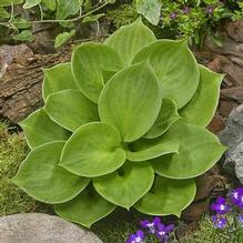 Hosta 'Monster Ears' Hosta 'Monster Ears'