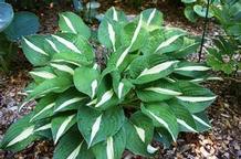 Hosta 'Risky Business' Hosta 'Risky Business'