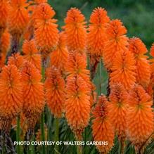 Kniphofia 'Orange Blaze' Kniphofia 'Orange Blaze'