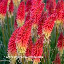 Kniphofia 'Rockets Red Glare PW' Kniphofia 'Rockets Red Glare PW'