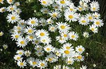Leucanthemum 'Sweet Daisy Sofie' Leucanthemum 'Sweet Daisy Sofie'