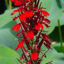 Lobelia 'cardinalis' Lobelia 'cardinalis'
