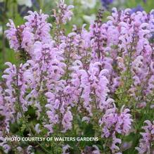Salvia 'Ballerina Pink' Salvia 'Ballerina Pink'