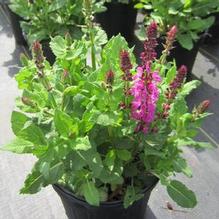 Salvia ' Salvia '