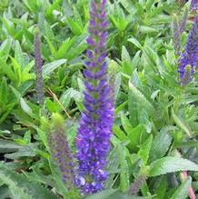 Veronica 'Royal Rembrandt' Veronica 'Royal Rembrandt'