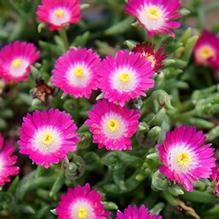 Delosperma 'Jewel of desert Delosperma 'Jewel of desert