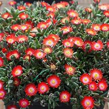 Delosperma ' Delosperma '