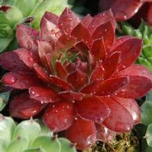 Sempervivum 'Cherry Berry™' Sempervivum 'Cherry Berry™'