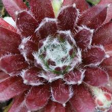 Sempervivum 'Cosmic Candy' Sempervivum 'Cosmic Candy'