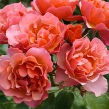 Rosa Coral Knockout® Rosa Coral Knockout®