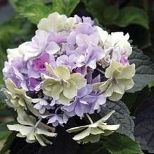 Hydrangea macrophylla 'Felicity' Hydrangea macrophylla 'Felicity'