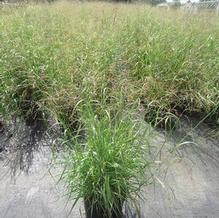 Panicum virgatum Panicum virgatum