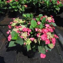 Hydrangea macrophylla Cherry Explosion™