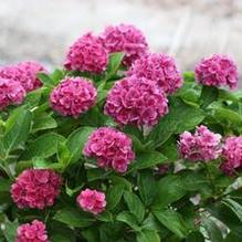 Hydrangea macrophylla 'Ruby Blossom' Hydrangea macrophylla 'Ruby Blossom'