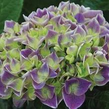 Hydrangea macrophylla 'Violet Crown' Hydrangea macrophylla 'Violet Crown'