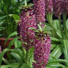 Eucomis Aloha Lily 'Leia' Eucomis Aloha Lily 'Leia'
