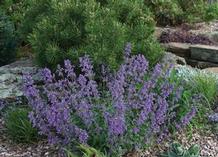Nepeta 'Little Trudy®' Nepeta 'Little Trudy®'