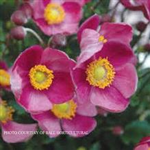 Anemone 'Pretty Lady Diana' Anemone 'Pretty Lady Diana'